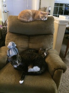 All 3 Cats